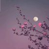 itsqueen1335