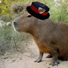 eltukerosolitario