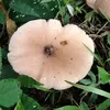 Hobby Masak & Berkebun
