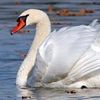 .swan2573