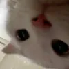 wifethv_1