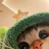 kitty.m15