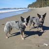 swandogs123