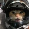 Miawwww