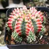 cactus_succulents_cantho