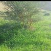 somid2525