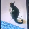 haipro5xx_1997