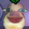 nulkacip