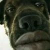 _quingledinglepoopybutt0