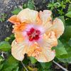 fleurlq