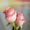 wardajamila26