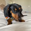 winnifred_dachshund