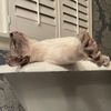men0pawsal