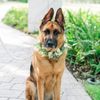 mickee_gsd