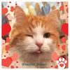 kaz_cat