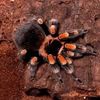 a_random_arachnid