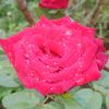 partheepanarul