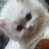 fatima_rooji