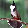 khangh731