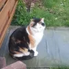 killerkatzi