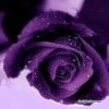 evanda_purplerose