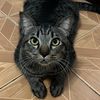 cats_stories4