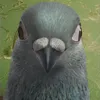 enietiq1