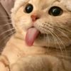 abdulmomin3816