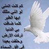 user3977144647805