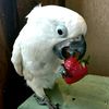 petercockatoo