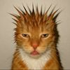 nescafeocatu