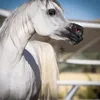 alzaeem338