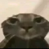 sargatoz