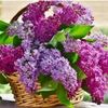 ladylilac38