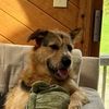ahousefullofdogs