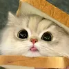bunvashu_neee214