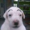 vigzor_