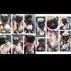 pugslive