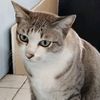 meowm087