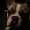 pepehund