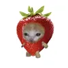 sze_zhy.xiaa