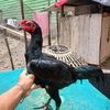 tikus.berdasi163