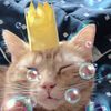 chowchowsandmeowmeows