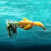 fishpineapple