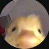 chickenlover749
