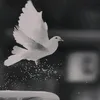 dynrjssqgdh9