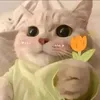 chunan_50