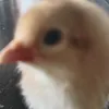 toiletmuncher69420