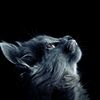 the_thoughts17