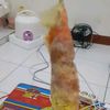 agrifajar